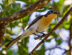 Birds of the Darwin Region