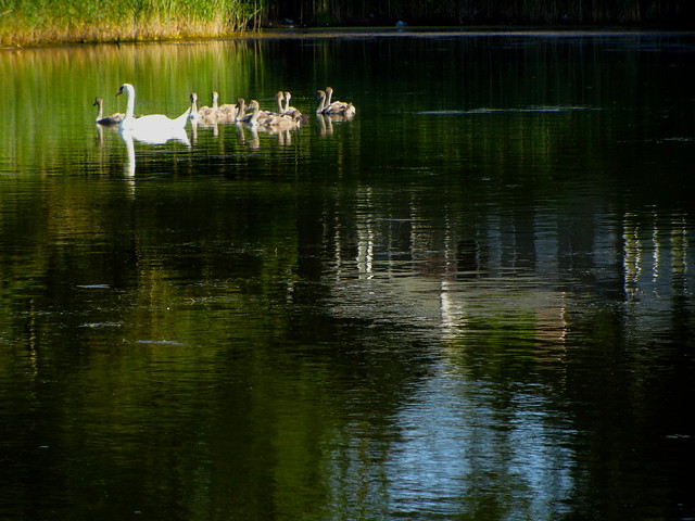 Momma Swan has nine (!) cygnets