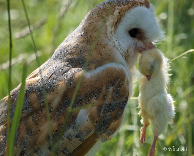 British Barn Owl eating Flickr Photo Sharing!