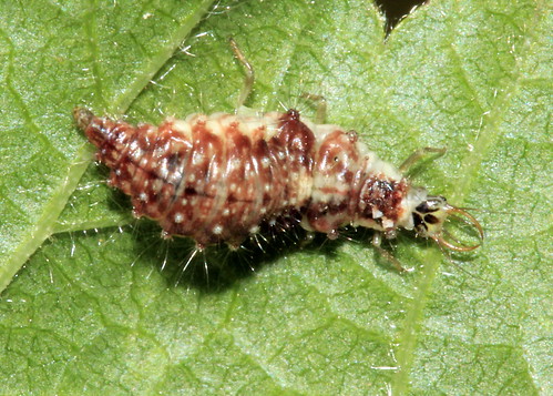 Lacewing larvae 20065