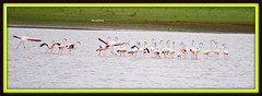 2013-08-09 Flamingos public