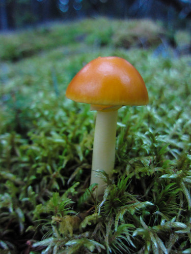 cute mushroom 2
