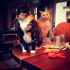 They're not really happy about this pumpkin carving situation. #cats #samhain #halloween