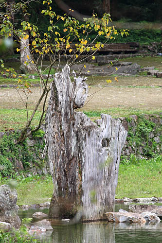 70W4宜蘭-明池國家森林遊樂區-枯木
