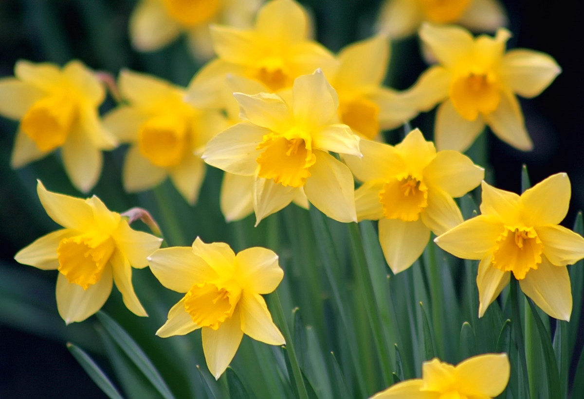 Daffodils. Credit John Haslam, flickr