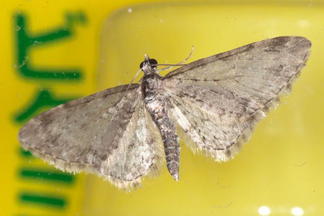 カバナミシャクの類　Eupithecia sp.