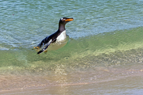 Gentoo Penguin in the Surf by bfryxell