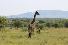Tanzania Safari - May 2012