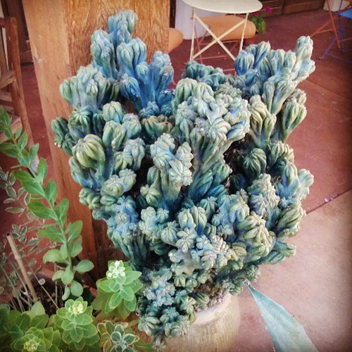 Very unusual, interesting succulent at the winery. by TartanHearts