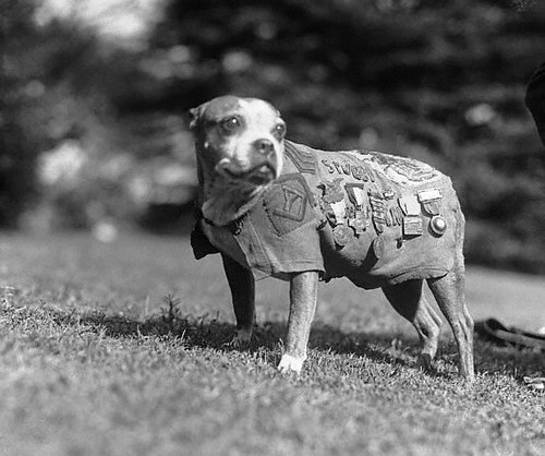 WWI War Dog - Sgt. Stubby, circa 1918
