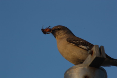 Bird eating bug
