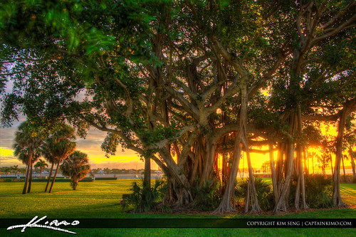 Banyan-Tree-Palm-Beach-County-Florida by Captain Kimo