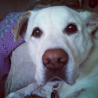 Good Morning! Zeus wants to know who's got bacon?!? #dogstagram #instadog #bigdog #ilovemydogs #love