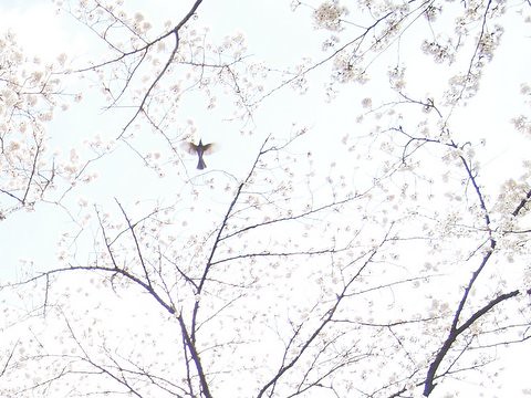 羽ばたくとき by sakura meguru