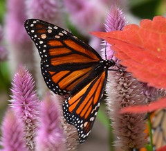2017 Butterfly Show-- "Majestic Monarchs"