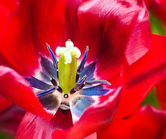 Tulip (Close-ups)