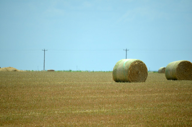 Baled wheat was not an uncommon view in Oklahoma this year