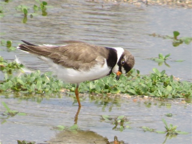Semipalmated Plover at El Paso Sewage Treatment Center in Woodford County, IL 05