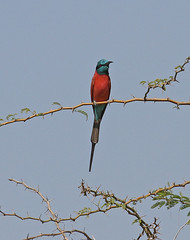 Bee-eaters, Rollers, Kingfishers & Jacamars