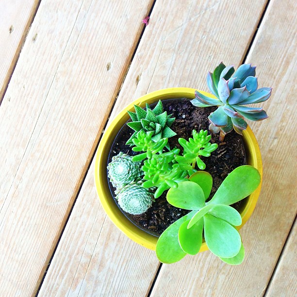 potted a few tiny little succulents, I can't get over how CUTE they are // any tips for novice gardener?