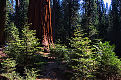 Yosemite - Giant Sequoias