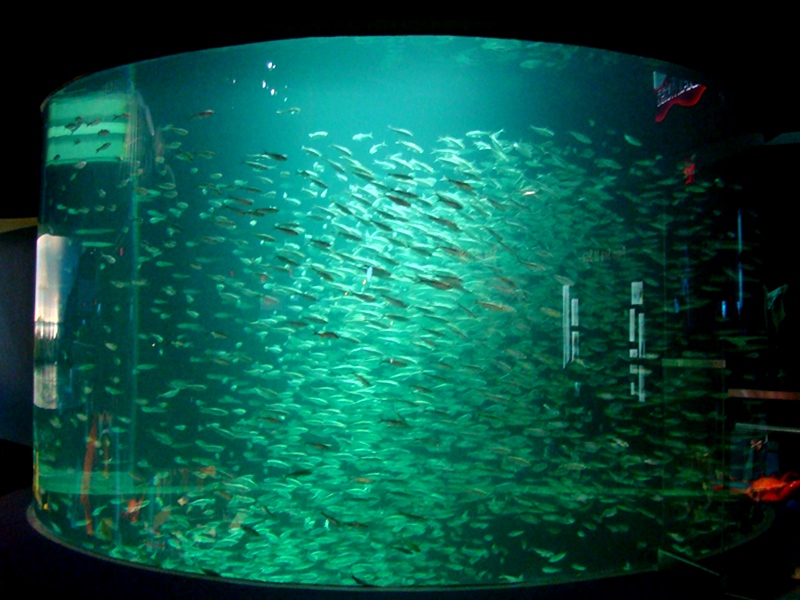 Ripley's Aquarium fish tank