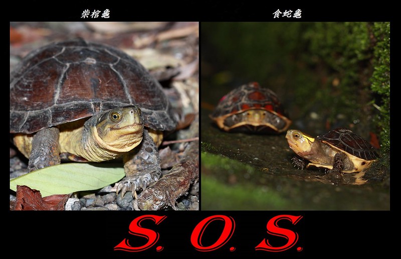 食蛇龜與棺材龜，圖片來源：林哲安