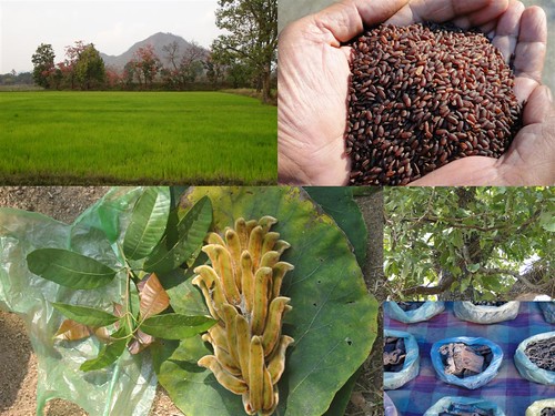 Validated and Potential Medicinal Rice Formulations for Hypertension and/with Diabetes mellitus Type 2 Complications (TH Group-274) from Pankaj Oudhia’s Medicinal Plant Database by Pankaj Oudhia