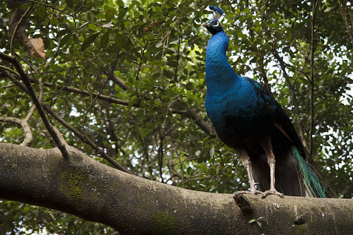 Indian Blue Peacock