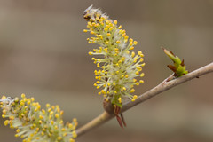 Salix species and hybrids
