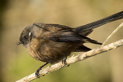 Birds - Fantail