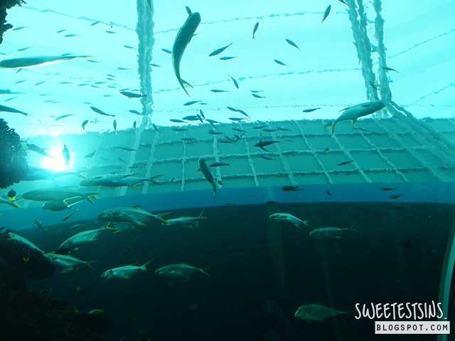 sea aquarium marine life park resort world sentosa singapore (18)