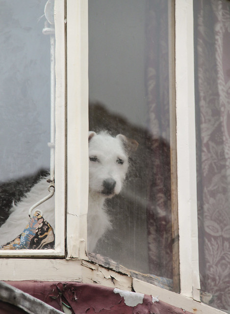 Peeping doggy
