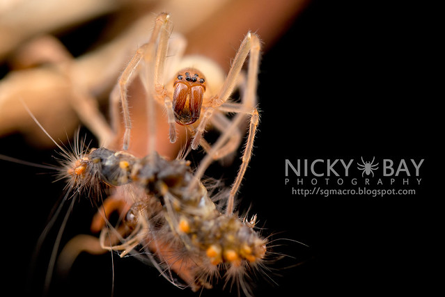 Long-Legged Sac Spider (Miturgidae) - DSC_9681