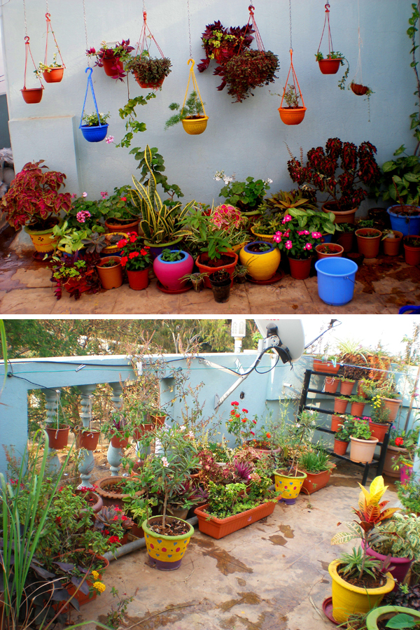 Garden Tour: Madhu's Colorful Terrace Garden | dress your home