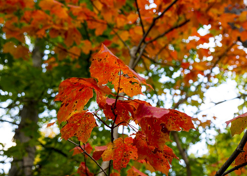 Maple Leaves in Orange