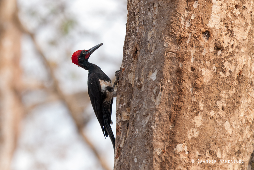 White-Bellied-Woodpecker