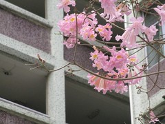 Tabebuia Rosea / Pink Trumpet at Kwai Fong Estate