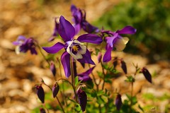 Violet columbine flowers