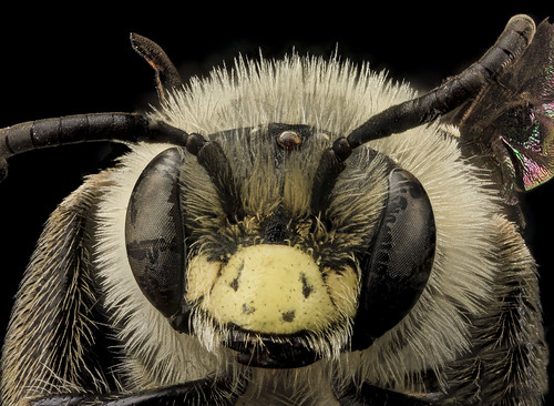 Andrena asteris, Male, Face, MD, Prince Georges Co_2013-06-07-18.24.52 ZS PMax