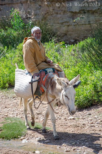 Man on a Donkey - Nr Essouira, Morocco