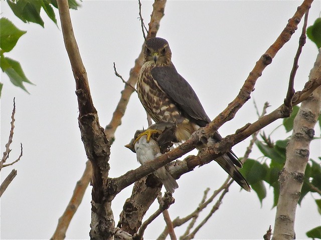 Merlin with House Sparrow Prey in Gridley, IL 17