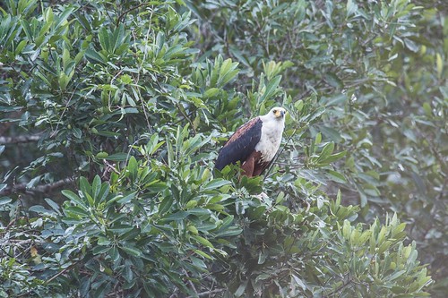 African fish eagle taken from dugout