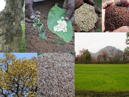 Validated and Potential
Medicinal Rice Formulations for Diabetes mellitus Type 2 Complications and/with
Psoriasis (TH Group-210) from Pankaj Oudhia’s Medicinal Plant
Database