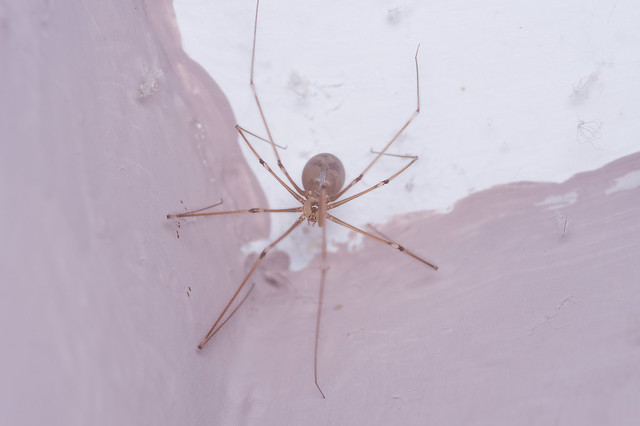 2: Daddy Long-legs Spider