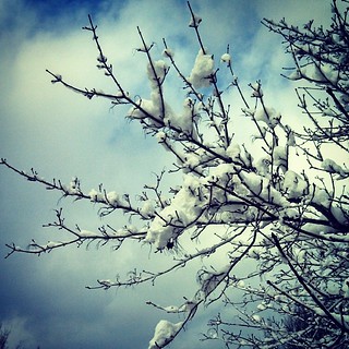 After the storm... #snow #mapletree #sky #clouds #newengland #tree