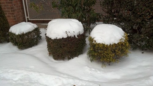 Three Snow-Topped Bushes by ShellyS