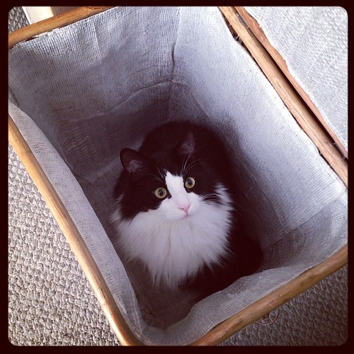 #fmsphotoaday February 11 - Mistake. Cats don't belong in the clothes hamper!
