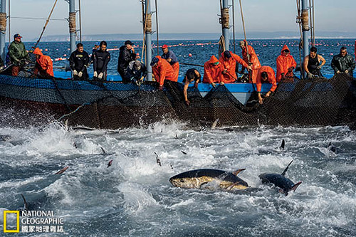 西班牙漁民將他們在地中海錯綜複雜的箱網裡捕獲的鮪魚拉上岸。隨著黑鮪魚的數量減少，這種名叫「陷阱」（almadraba）的古老技術也逐漸失傳。在聖勞倫斯灣，也就是這種巨大魚類覓食的地方，漁人大多以捲線釣竿捕黑鮪魚。攝影：Brian Skerry；圖片提供：《國家地理雜誌》中文版2014年3月號