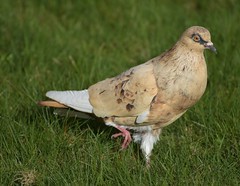 Rock Dove /Feral Pigeon